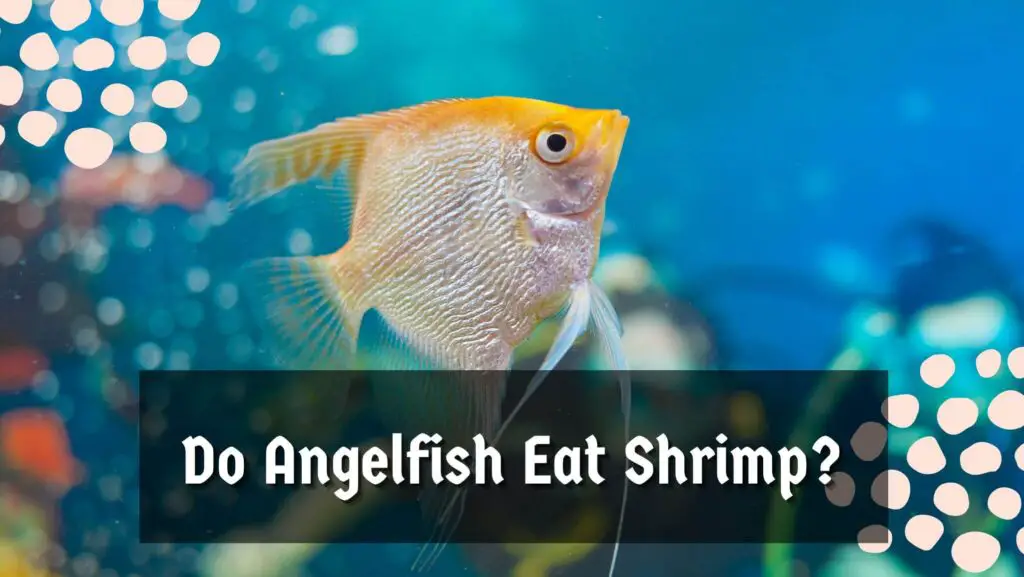 Do Angelfish Eat Shrimp?