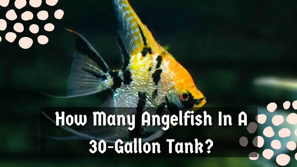 How Many Angelfish In A 30-Gallon Tank?