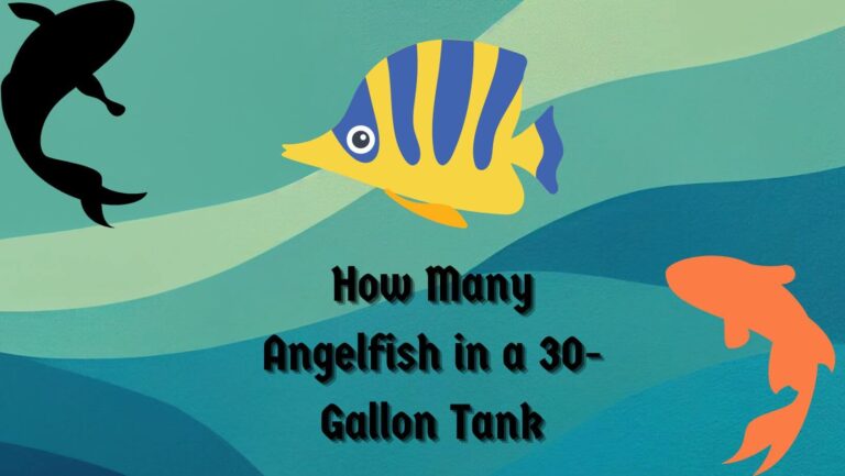 How Many Angelfish in a 30-Gallon Tank?