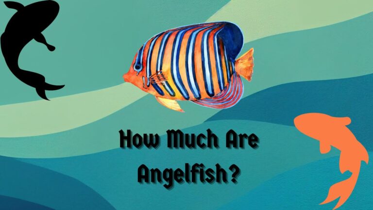 HOW MUCH ARE ANGELFISH? 3 Factors (Price Chart)