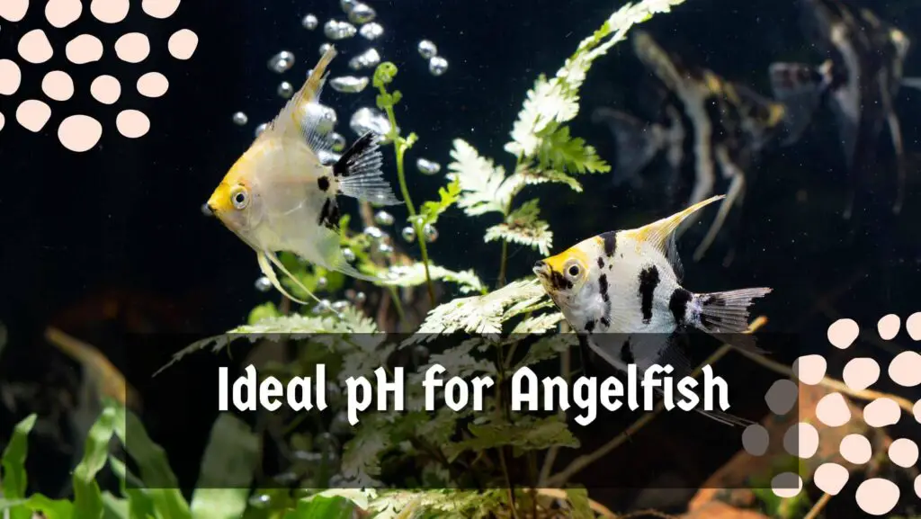 Ideal pH for Angelfish 