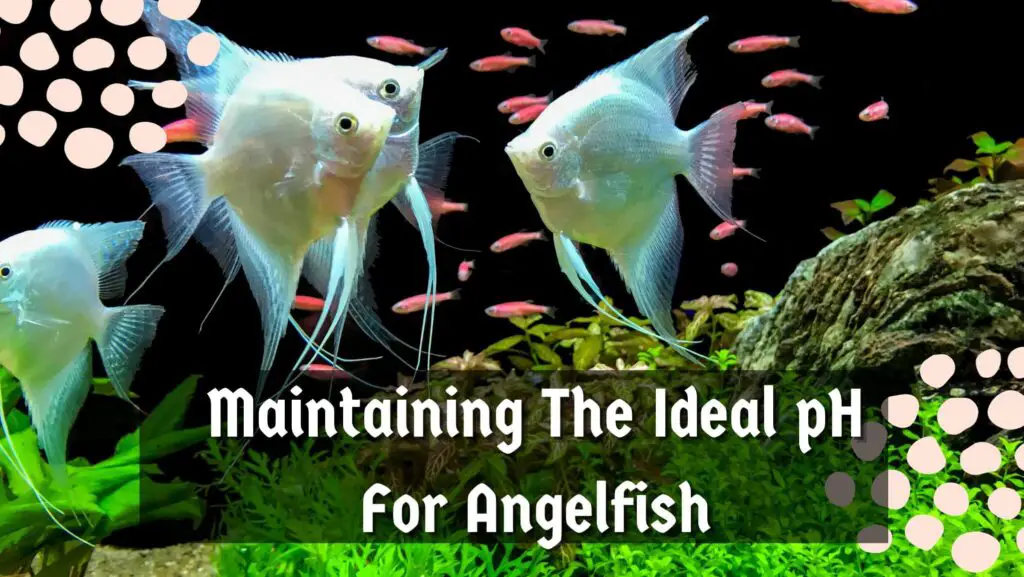 Maintaining The Ideal pH For Angelfish
