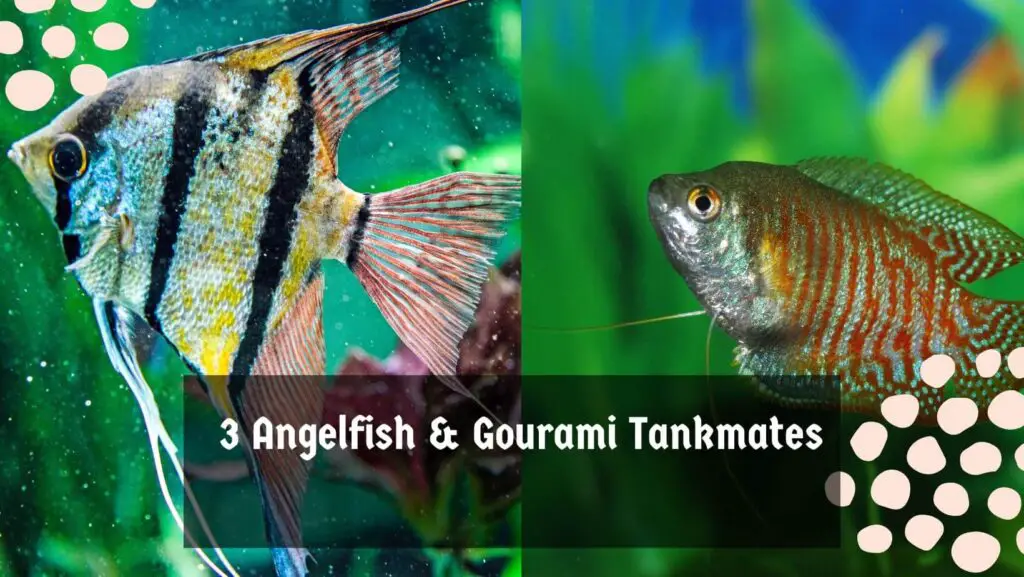 3 Angelfish & Gourami Tankmates