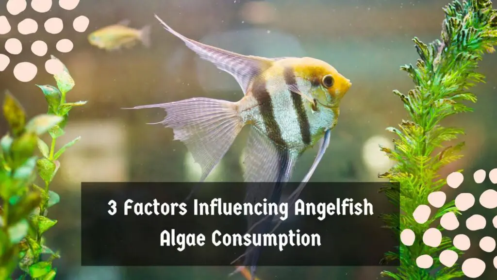 3 Factors Influencing Angelfish Algae Consumption