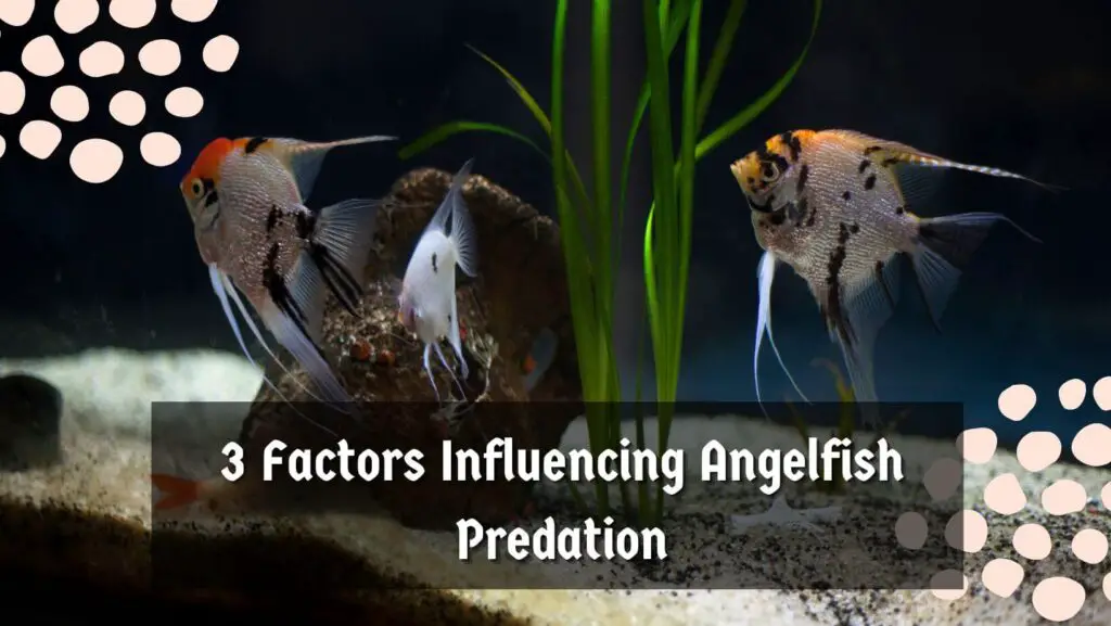 3 Factors Influencing Angelfish Predation