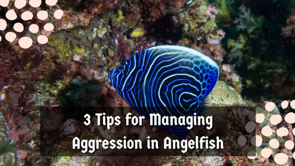3 Tips for Managing Aggression in Angelfish