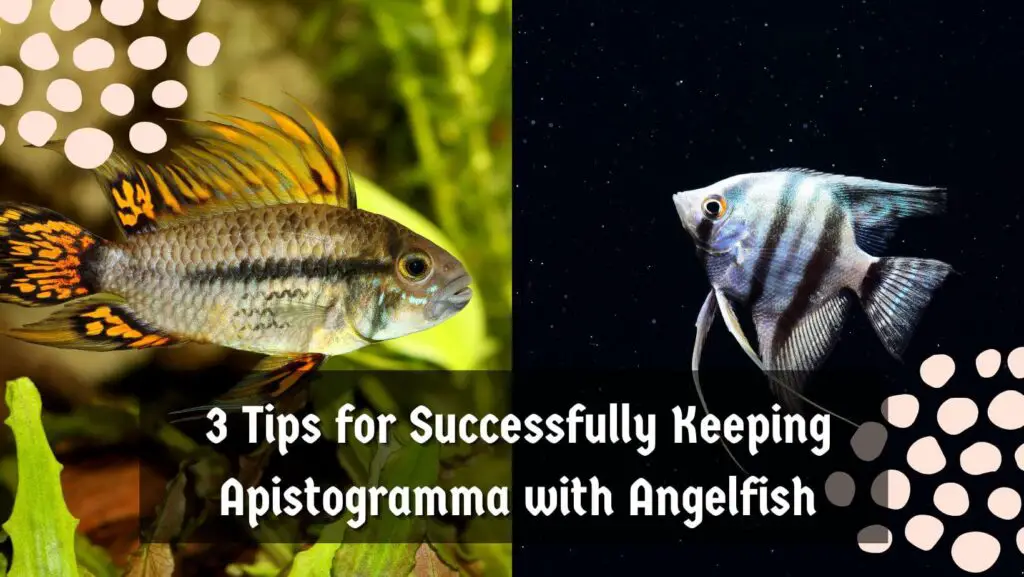 3 Tips for Successfully Keeping Apistogramma with Angelfish