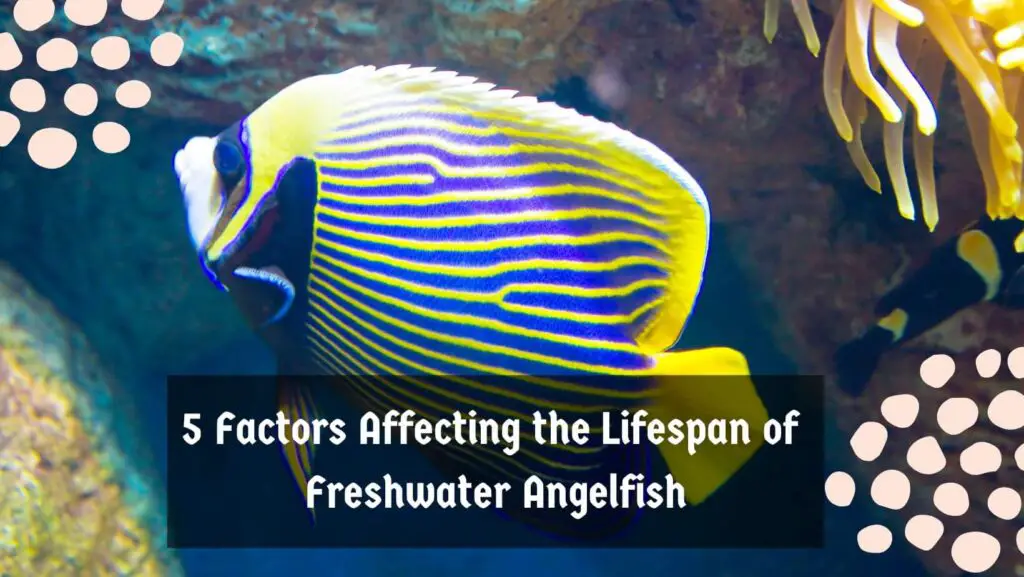 5 Factors Affecting the Lifespan of Freshwater Angelfish