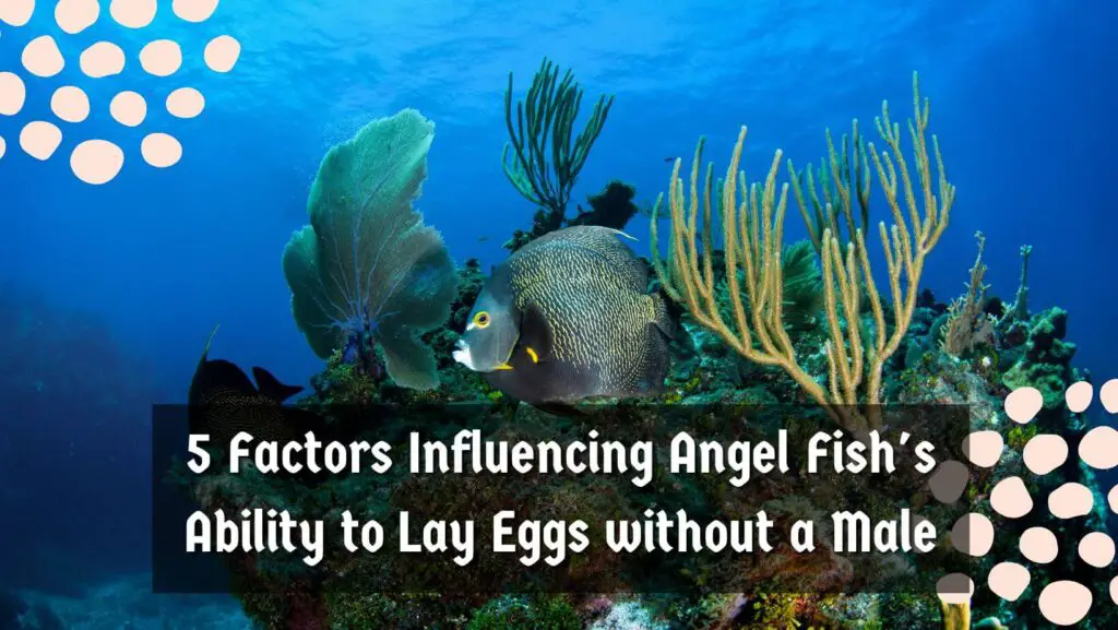 5 Factors Influencing Angel Fish's Ability to Lay Eggs without a Male