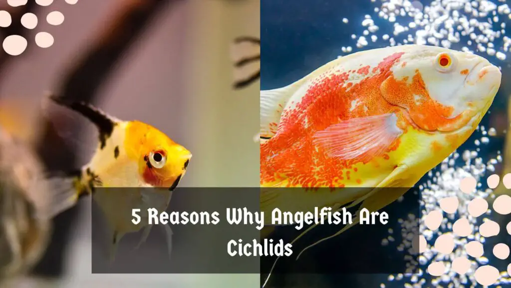 5 Reasons Why Angelfish Are Cichlids