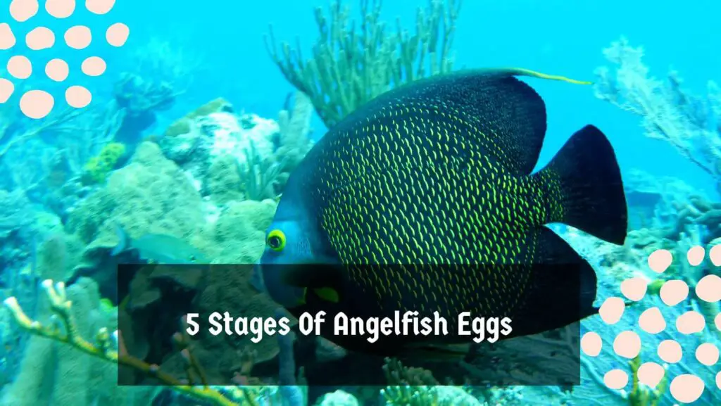 5 Stages Of Angelfish Eggs