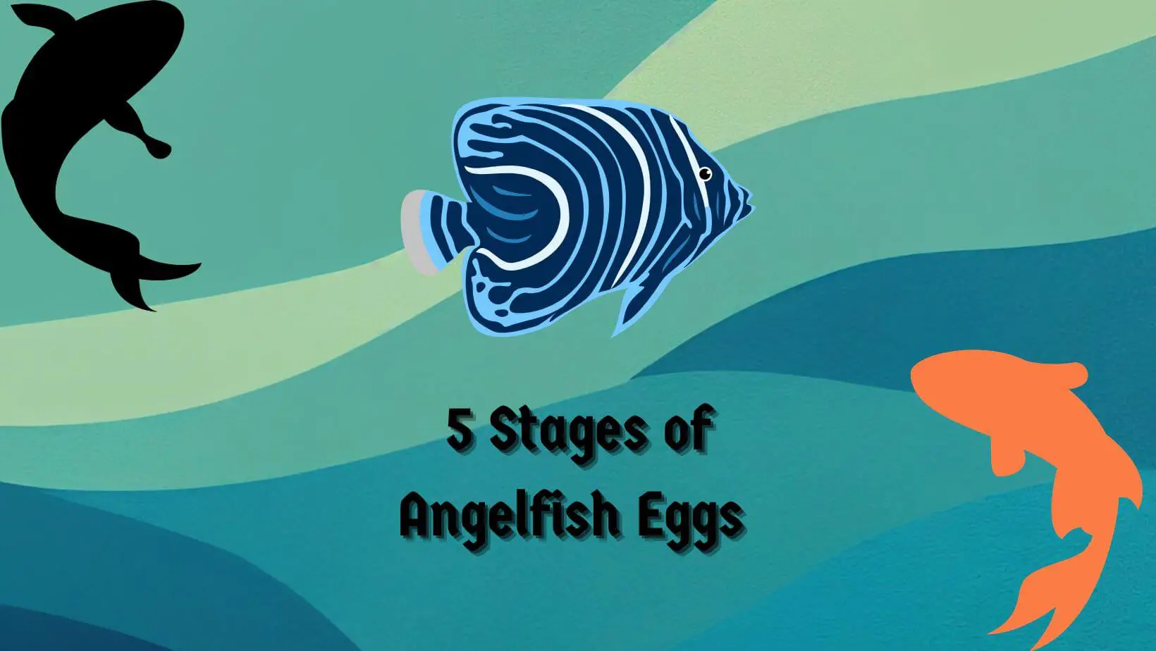 5 Stages of Angelfish Eggs