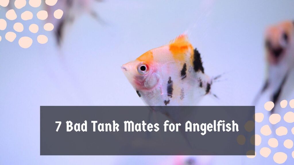 7 Bad Tank Mates for Angelfish