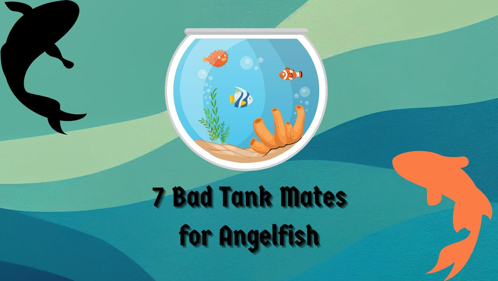 7 Bad Tank Mates For Angelfish