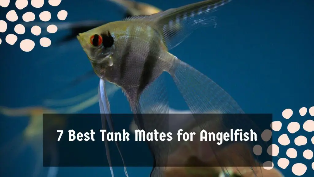 7 Best Tank Mates for Angelfish