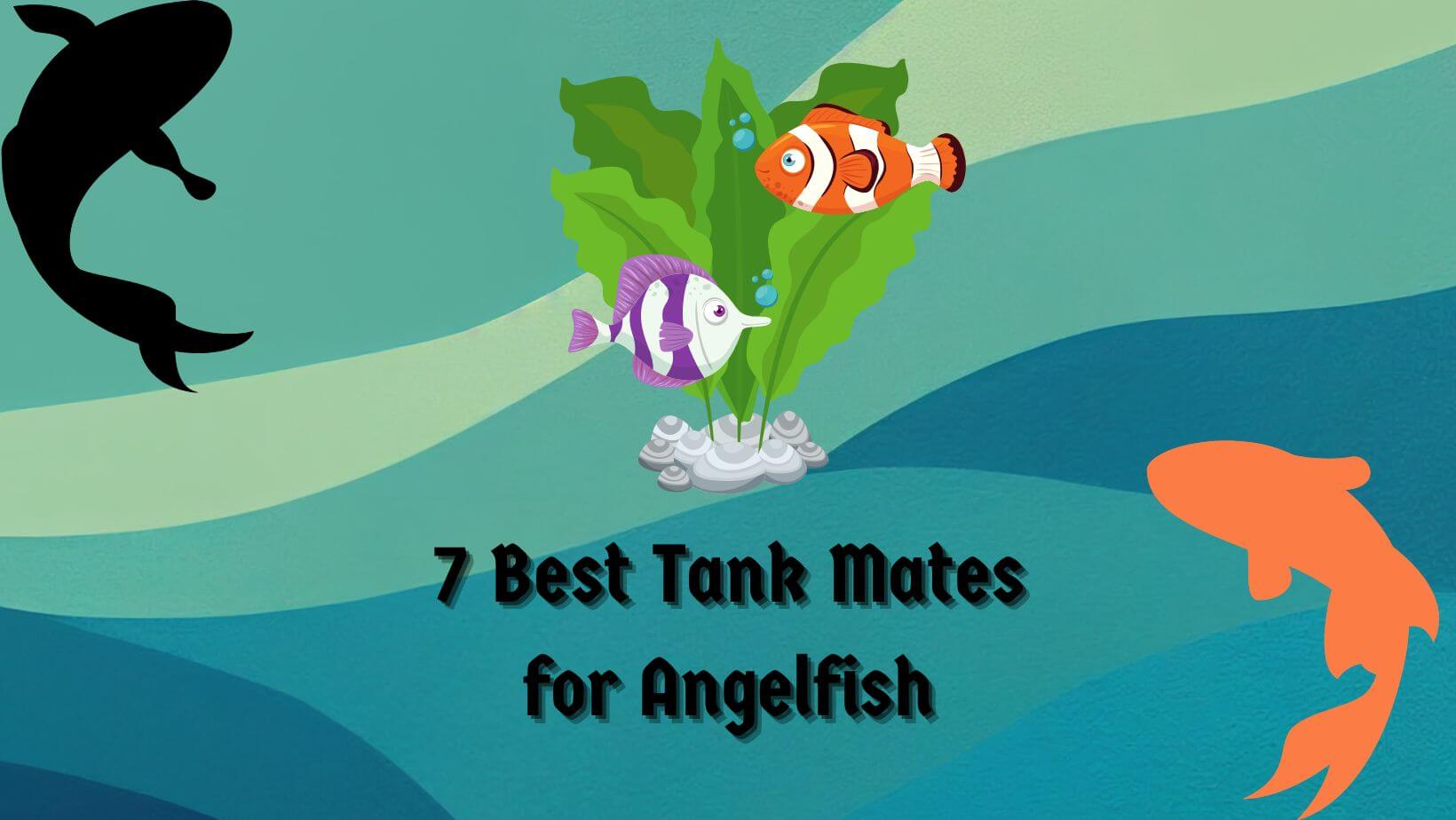 7 Best Tank Mates for Angelfish