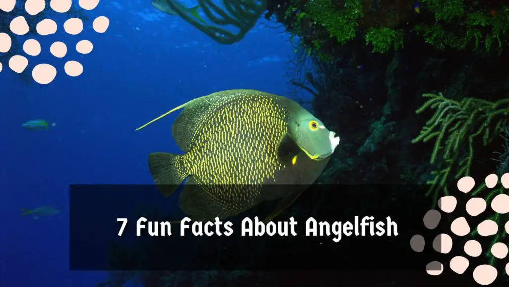 7 Fun Facts About Angelfish