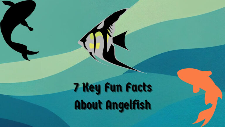 7 Key Fun Facts About Angelfish
