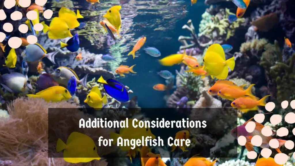 Additional Considerations for Angelfish Care