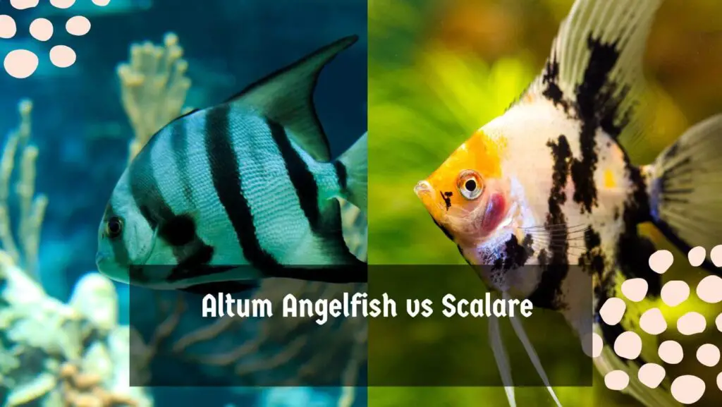 Altum Angelfish vs Scalare