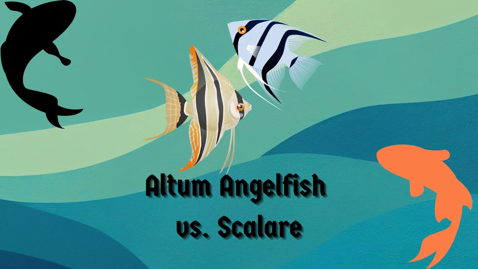Altum Angelfish vs. Scalare