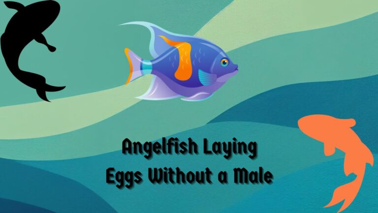 Angelfish Laying Eggs Without a Male: 3 Reasons Why