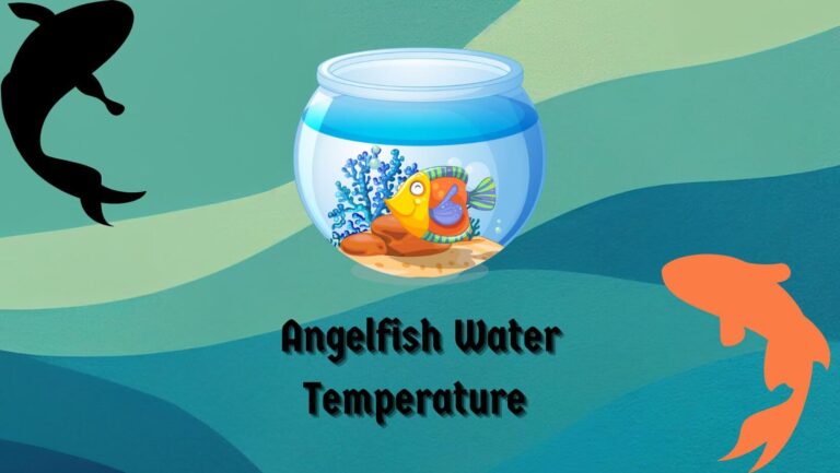 BEST ANGELFISH WATER TEMPERATURE: 3 Tips