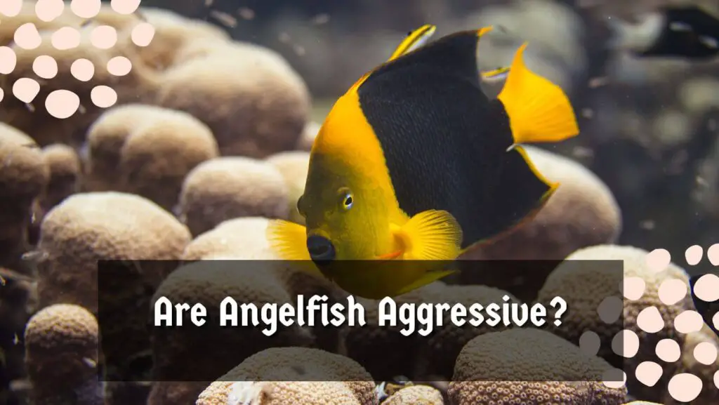 Are Angelfish Aggressive?