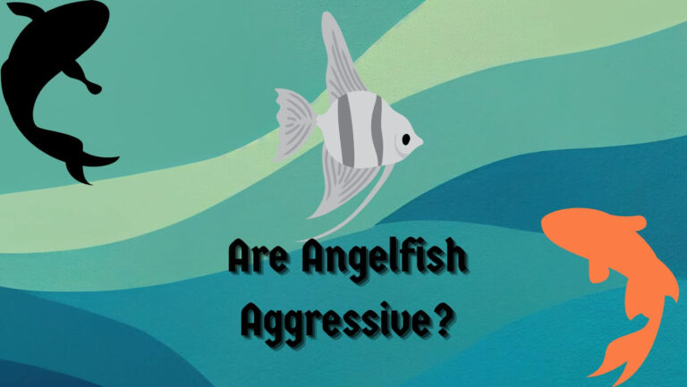 Are Angelfish Aggressive?