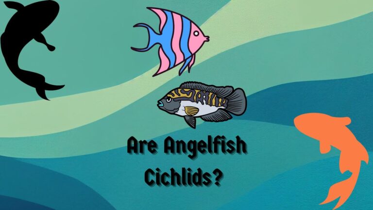 ARE ANGELFISH CICHLIDS? 5 REASONS WHY