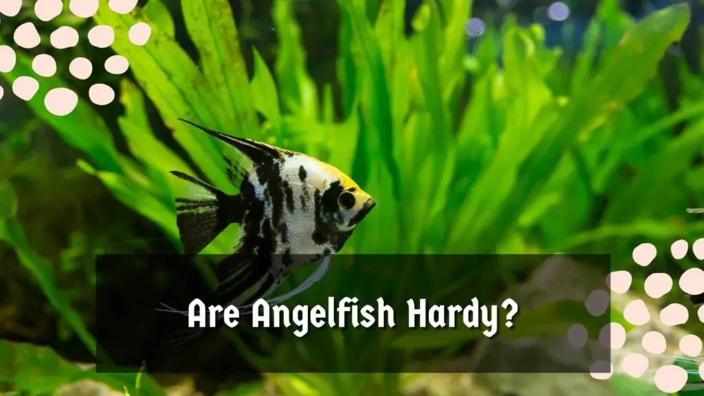 Are Angelfish Hardy?