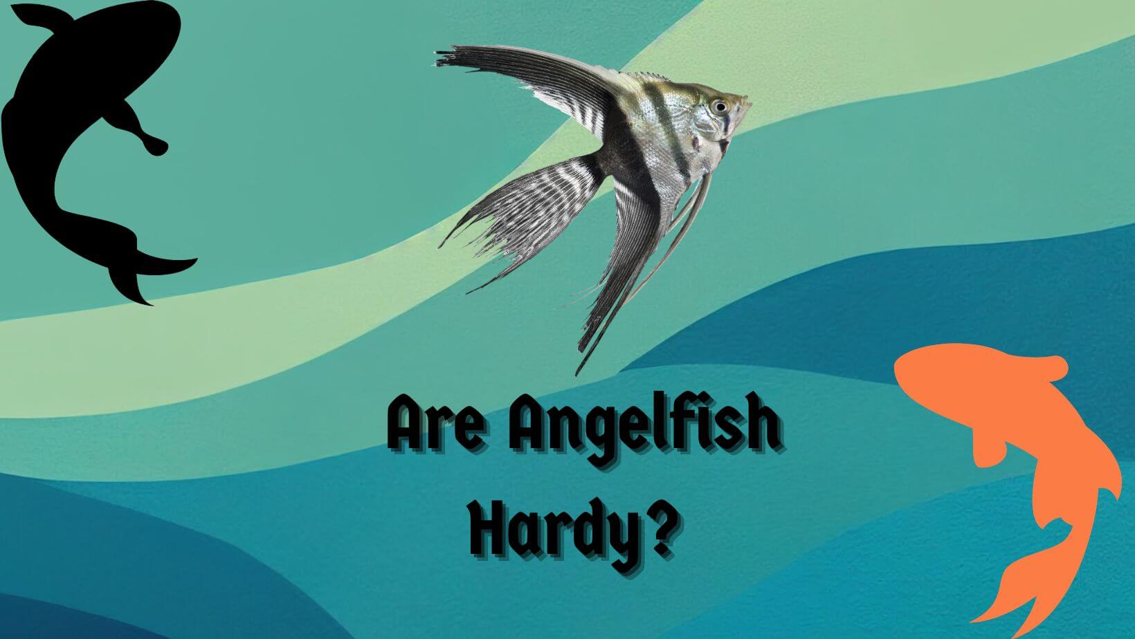 Are Angelfish Hardy