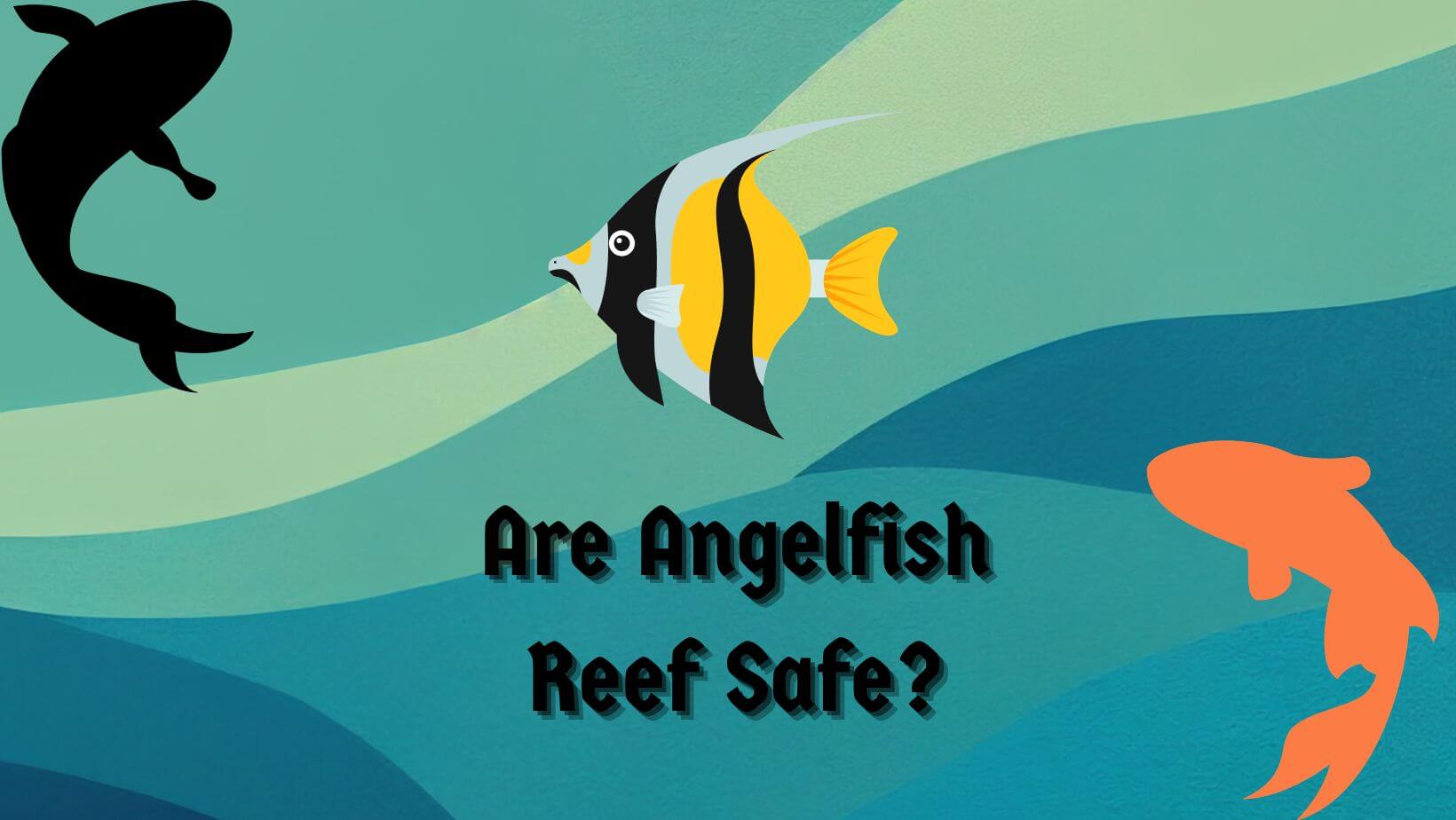 Are Angelfish Reef Safe
