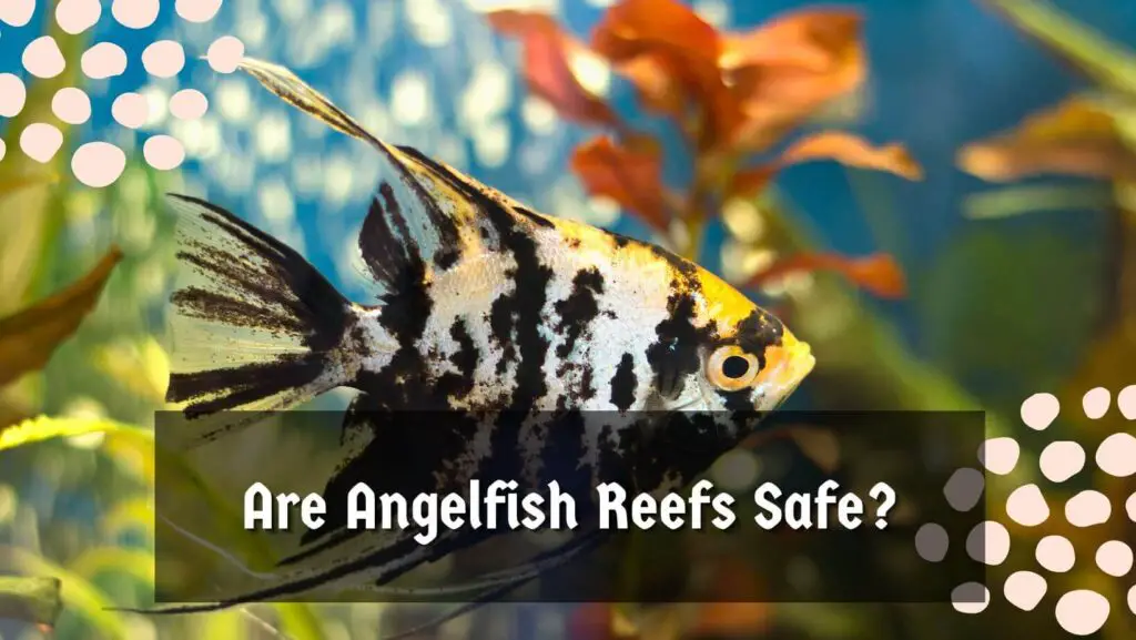 Are Angelfish Reefs Safe?
