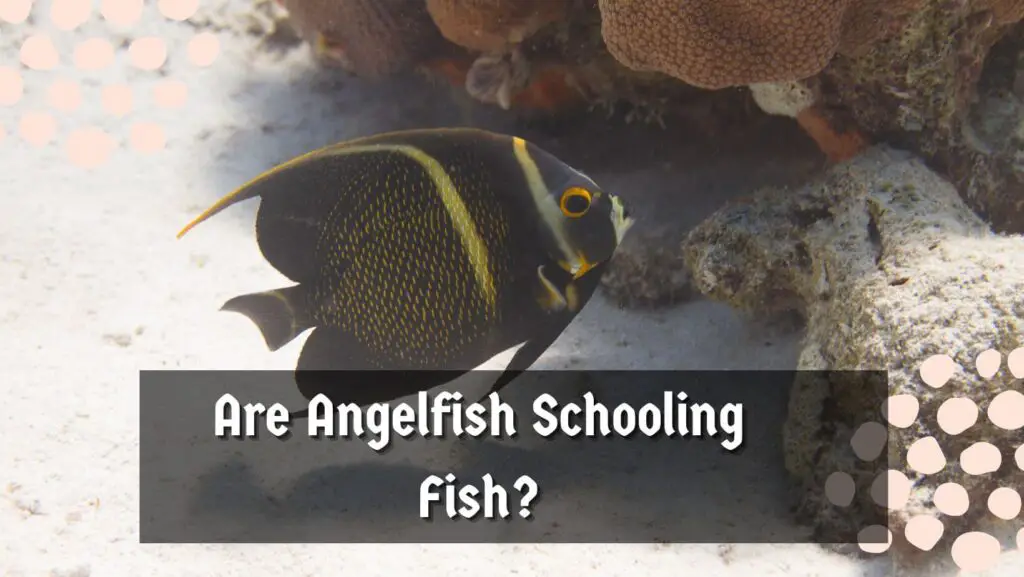 Are Angelfish Schooling Fish?
