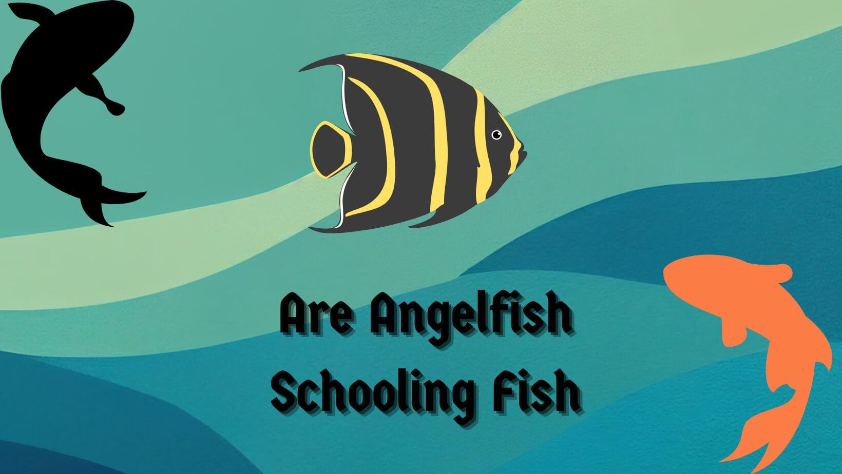 Are Angelfish Schooling Fish