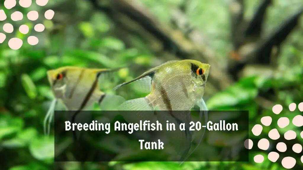 Breeding Angelfish in a 20-Gallon Tank