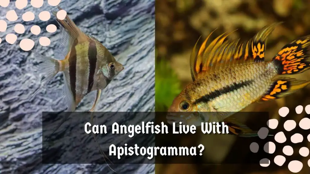 Can Angelfish Live With Apistogramma?