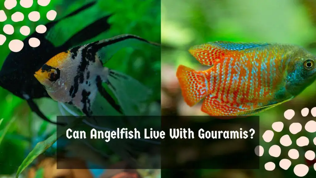 Can Angelfish Live With Gouramis?