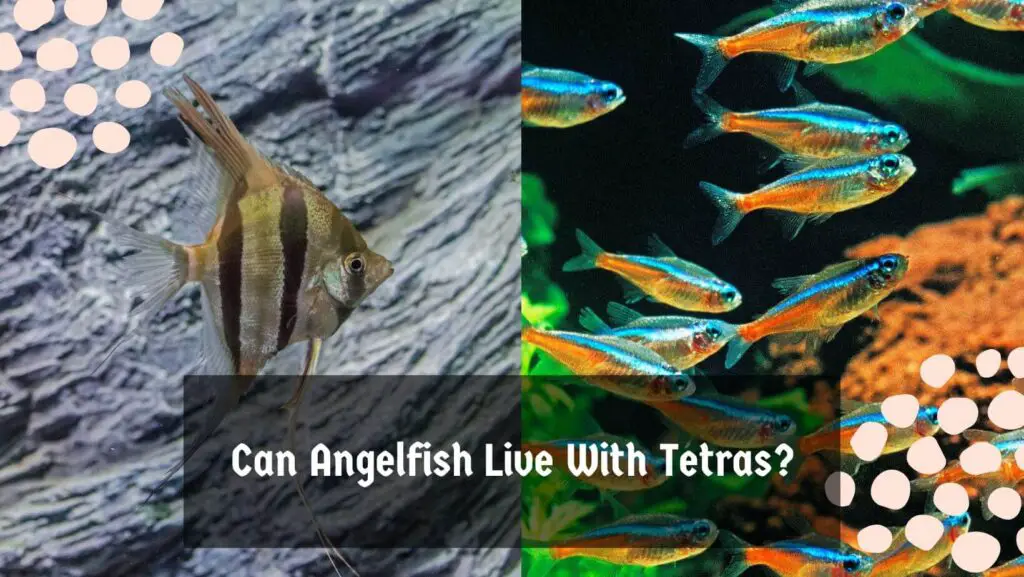 Can Angelfish Live With Tetras?