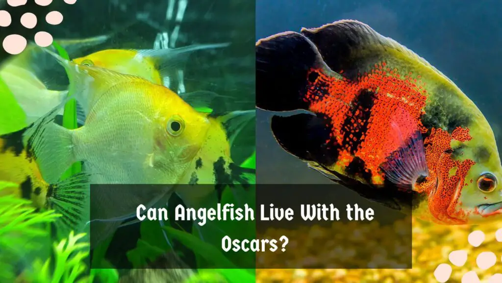 Can Angelfish Live With the Oscars?