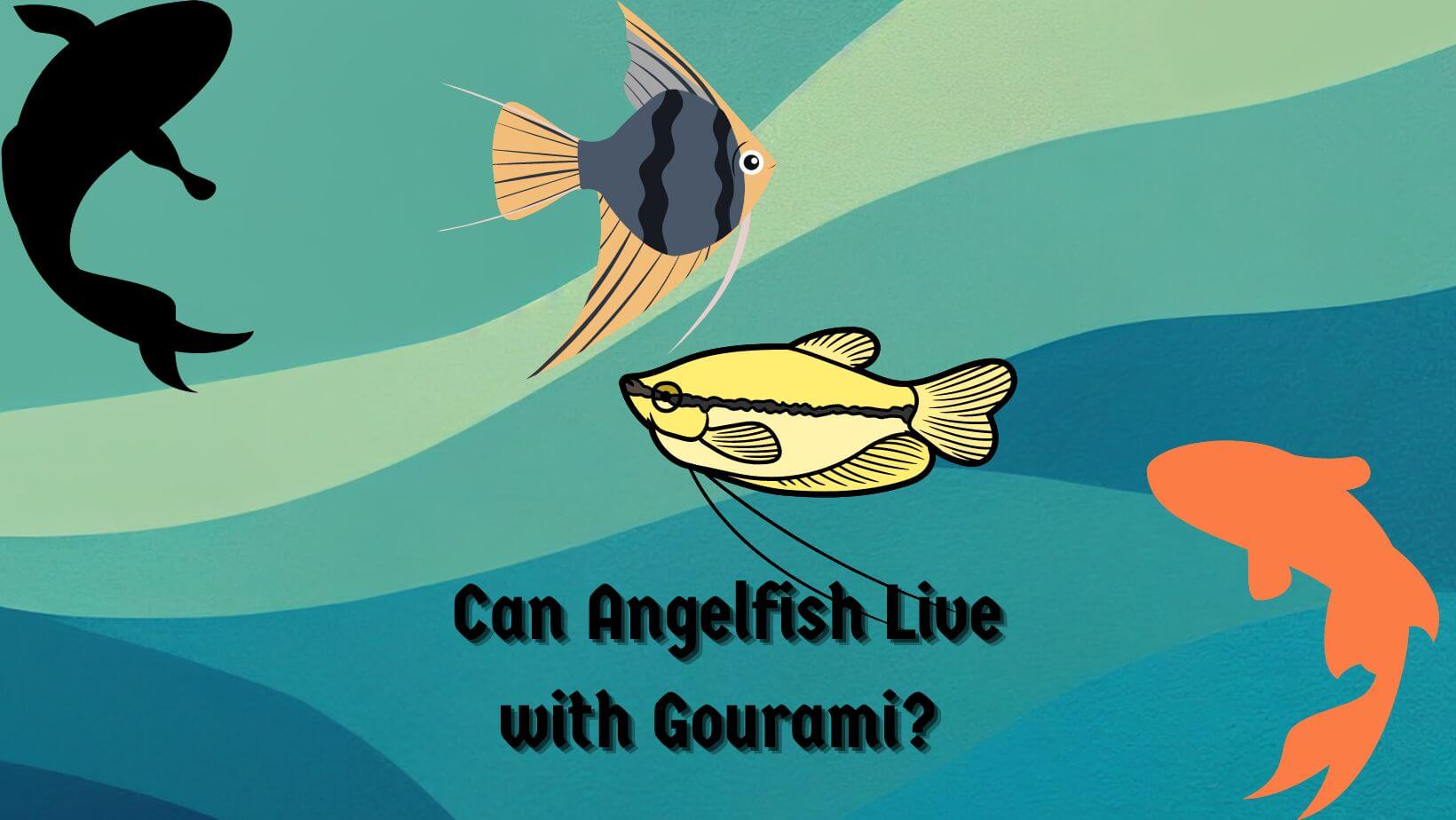 Can Angelfish Live with Gourami?