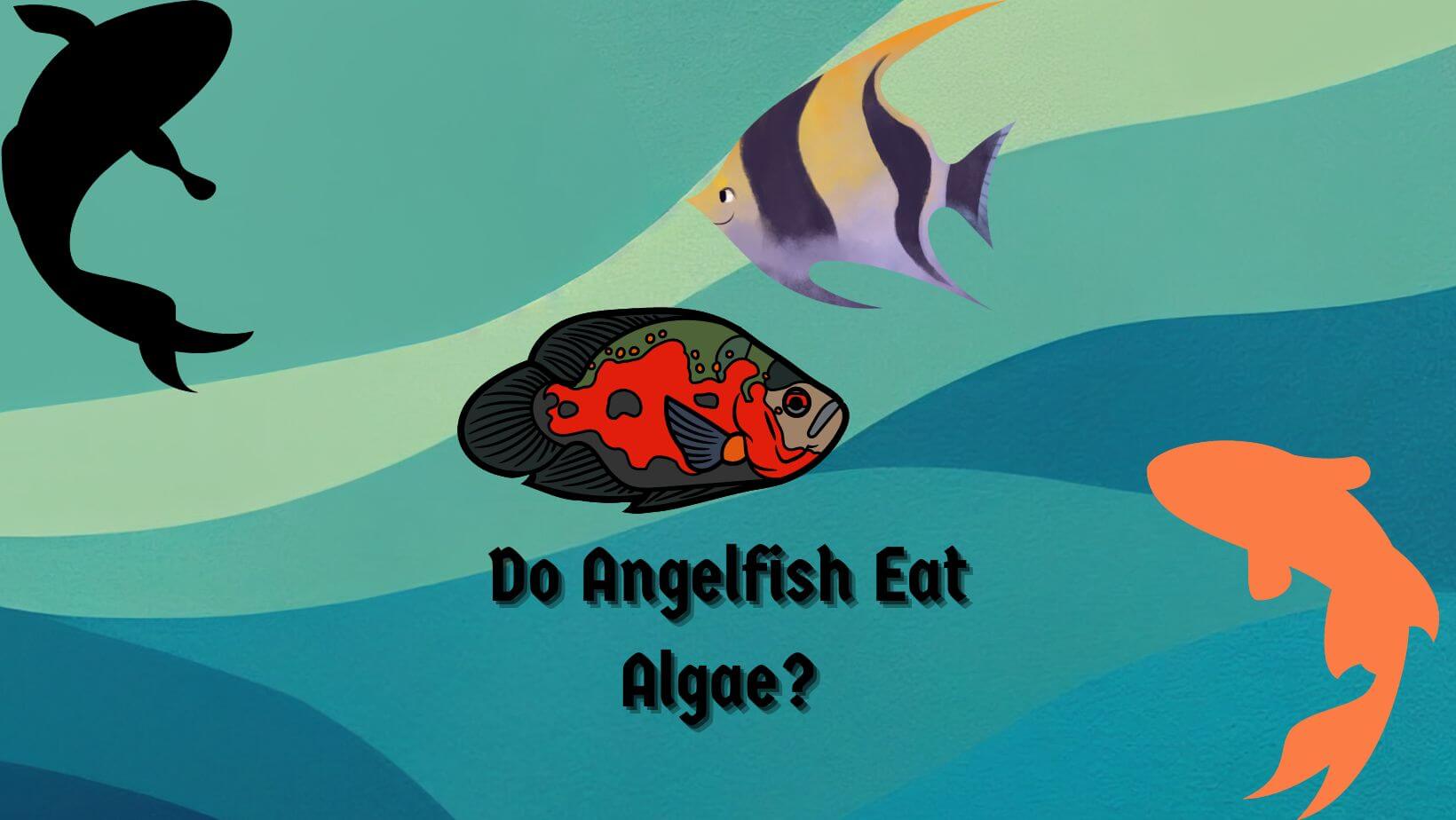 Can Angelfish Live with Oscars