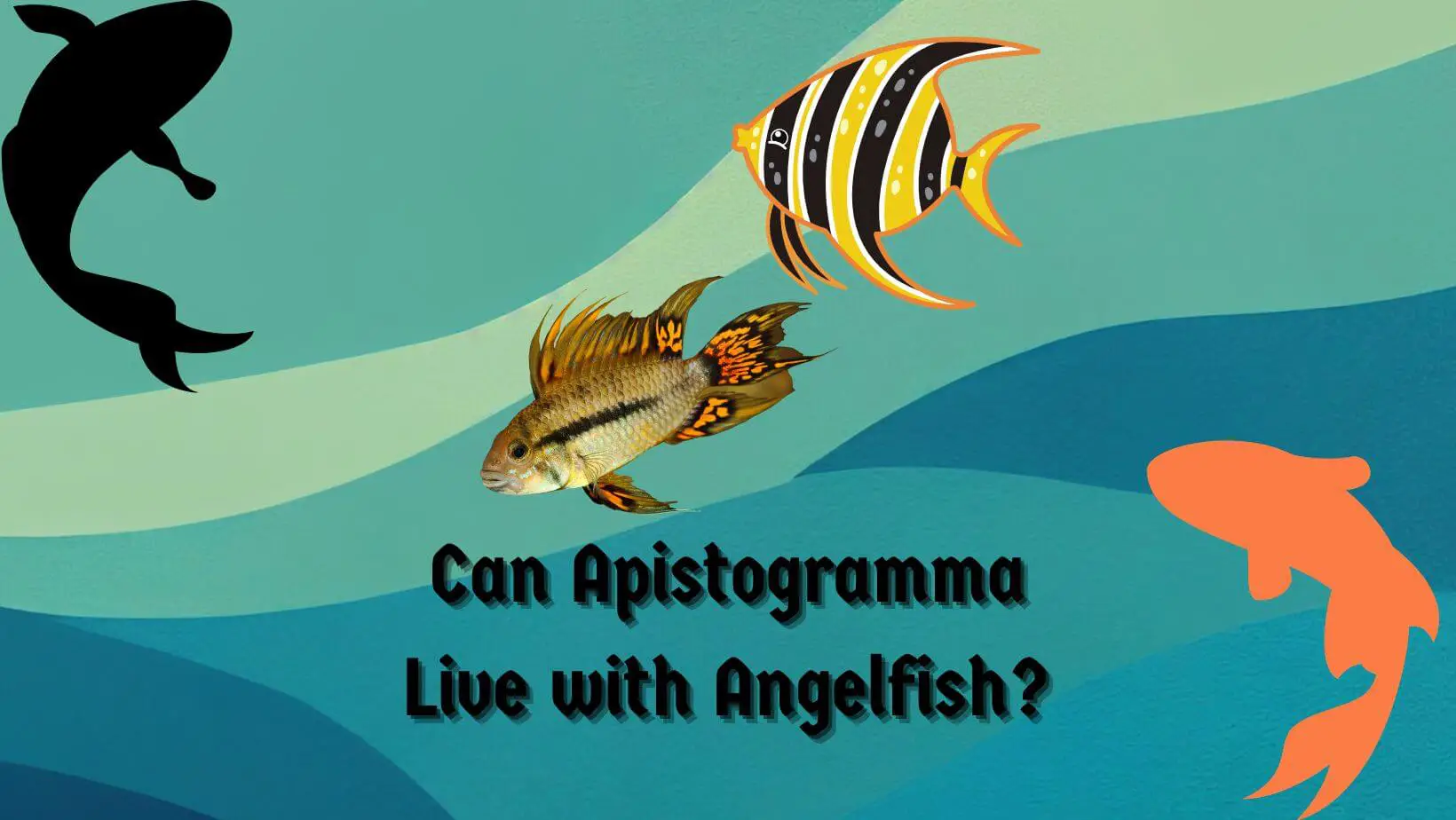 Can Apistogramma Live with Angelfish