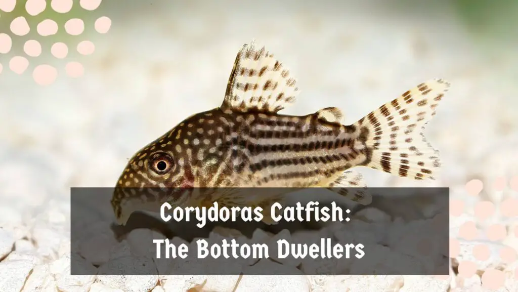 2. Corydoras Catfish: The Bottom Dwellers