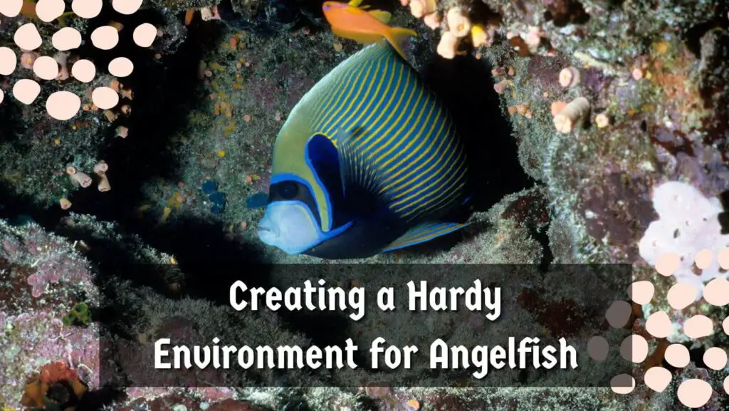 Creating a Hardy Environment for Angelfish