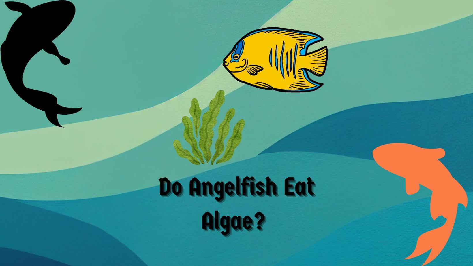 Do Angelfish Eat Algae