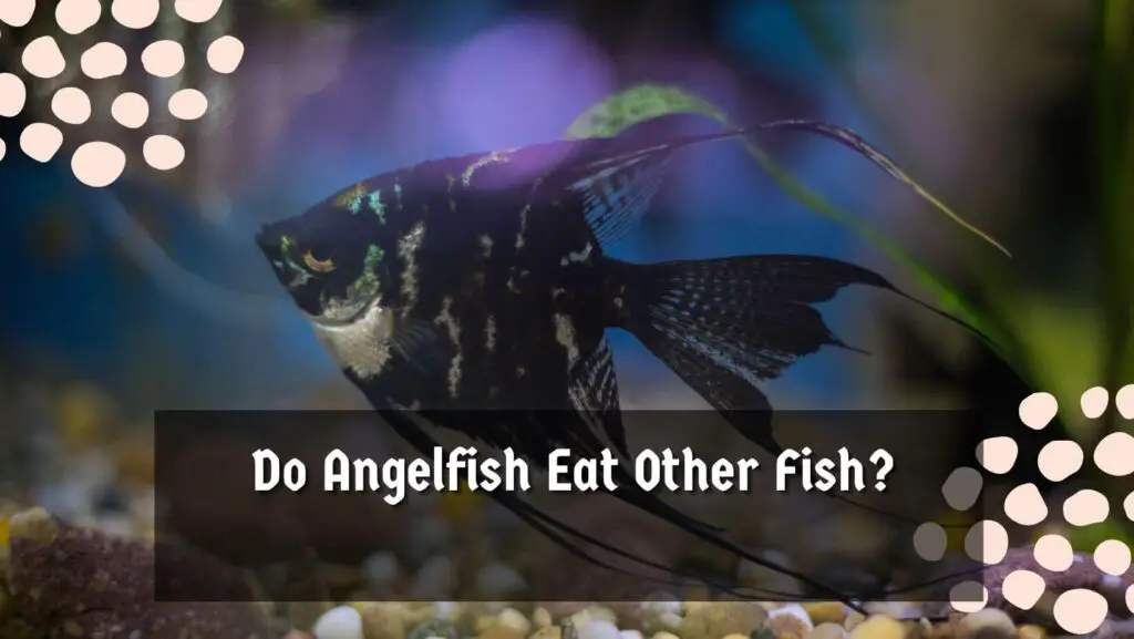 Do Angelfish Eat Other Fish?