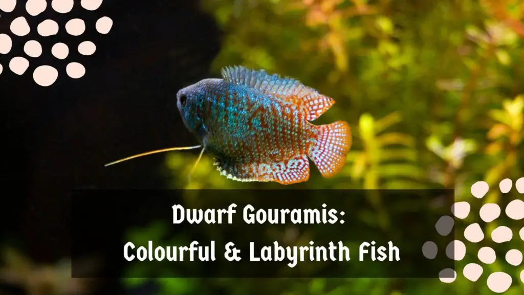 Dwarf Gouramis: Colourful & Labyrinth Fish