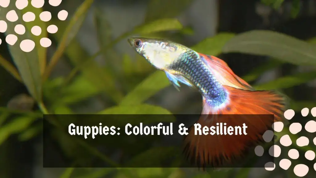 Guppies: Colorful & Resilient